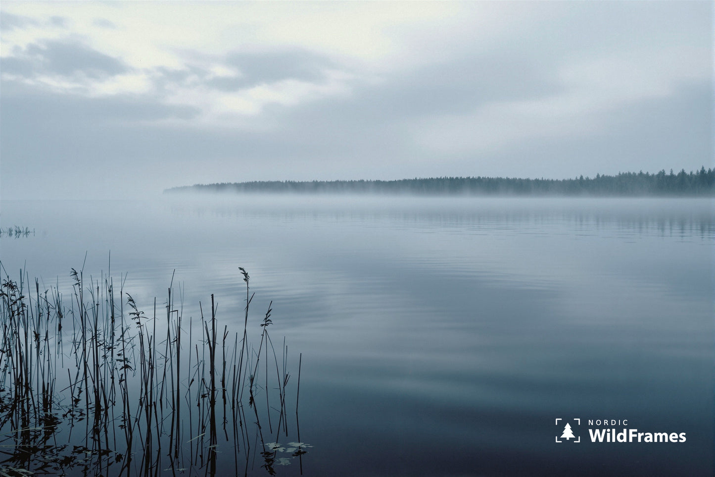 Misty lake at dawn with reeds in the foreground and fog over a distant forest shoreline, Finland