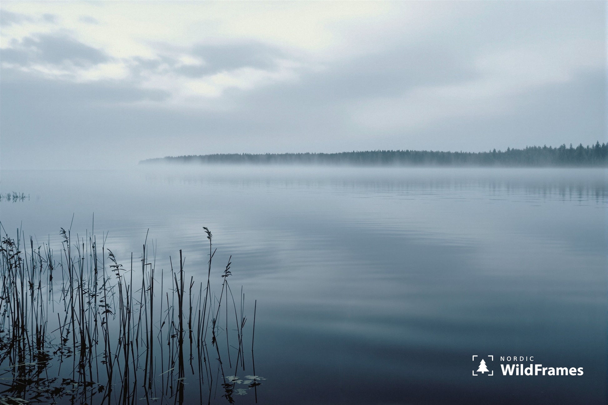 Misty lake at dawn with reeds in the foreground and fog over a distant forest shoreline, Finland