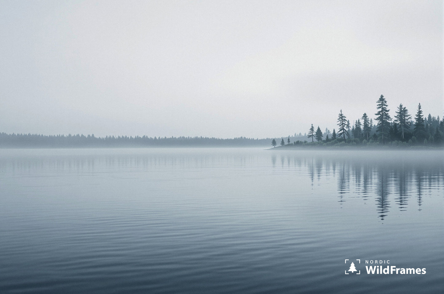 Foggy lake at dawn with silhouetted pines reflected on still water, Finland