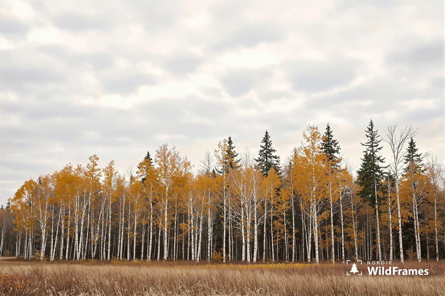 Row of golden autumn birches with white trunks under a soft overcast sky, Finland