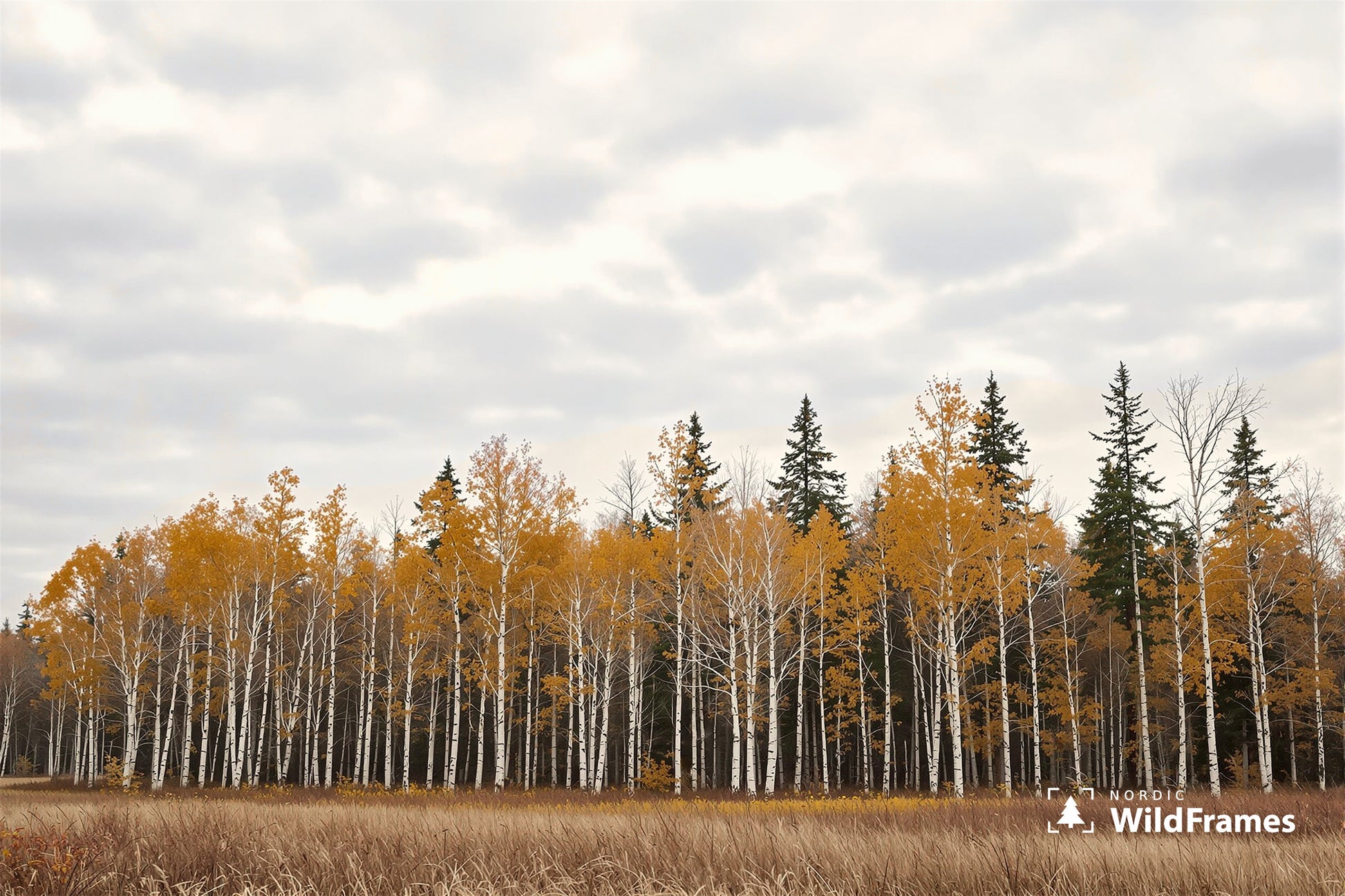 Row of golden autumn birches with white trunks under a soft overcast sky, Finland