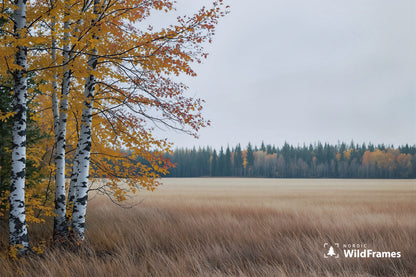 Birch trees with golden and red autumn leaves beside a wide dry grass field, Finland