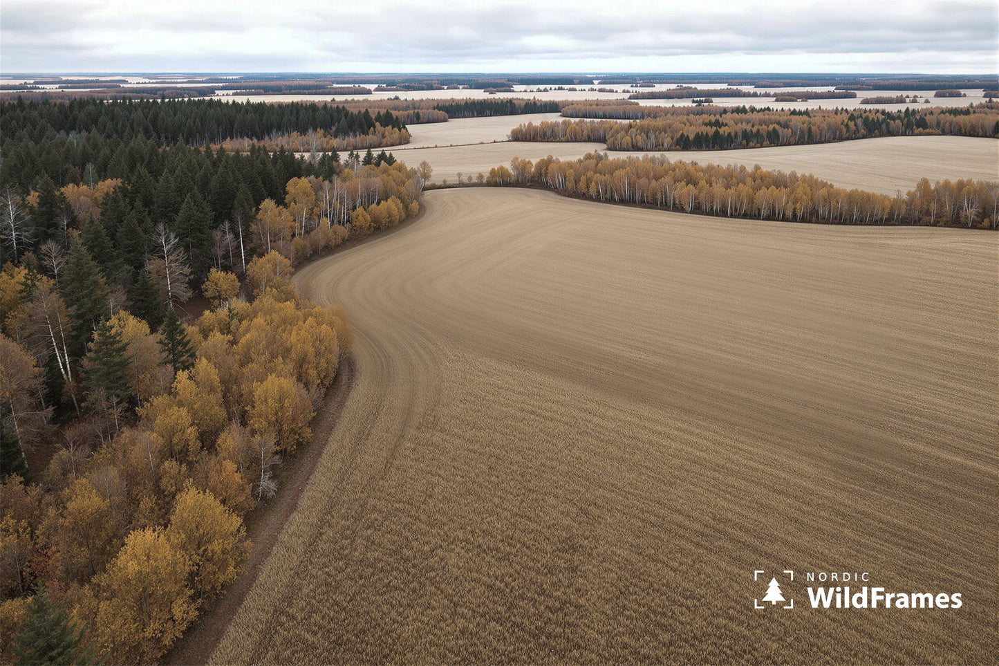 Aerial view of a curving field edge along mixed autumn forest with birch belts, Finland
