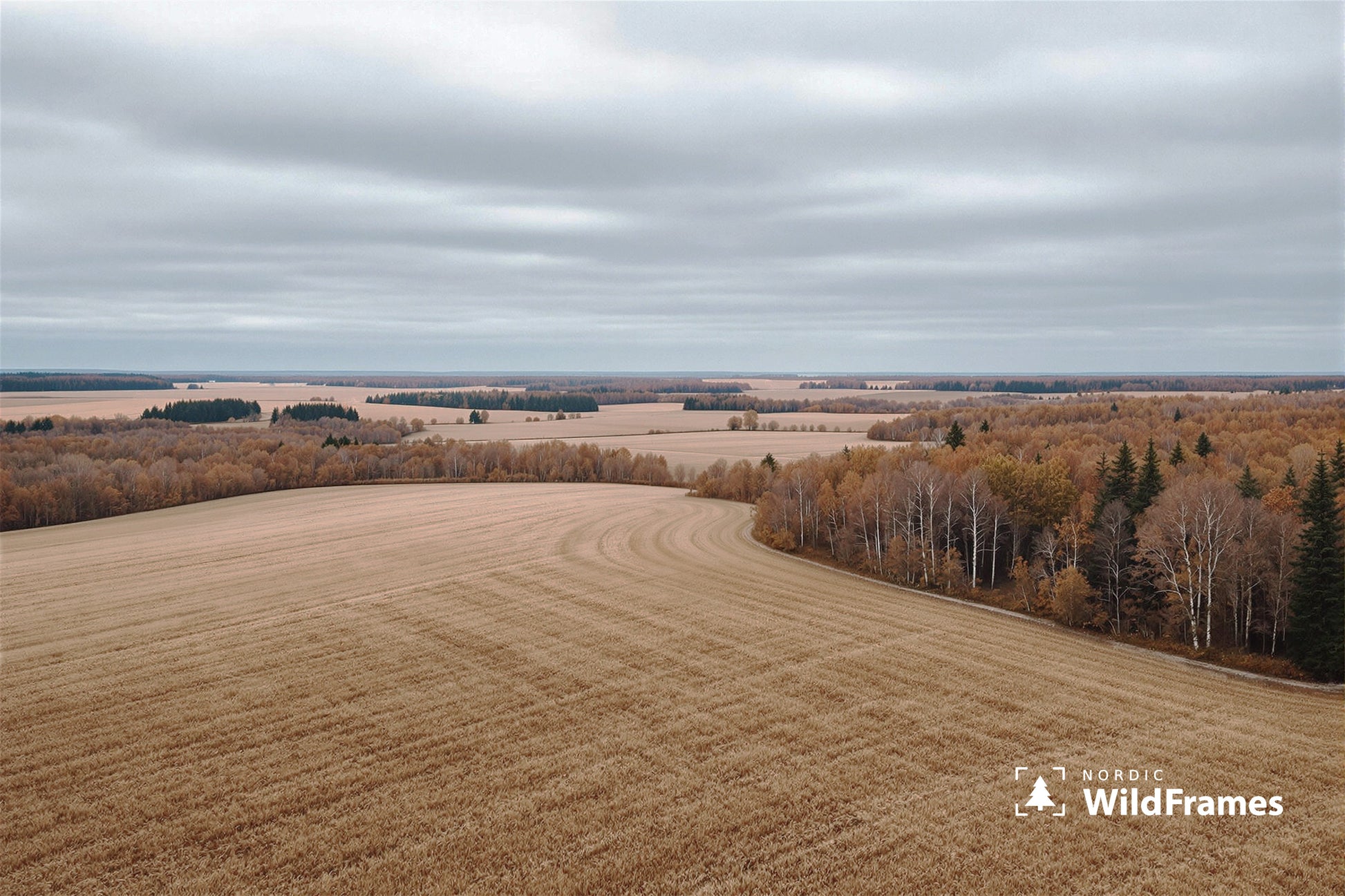 Golden stubble field with birch groves and a patchwork of open fields under a soft overcast sky, Finland