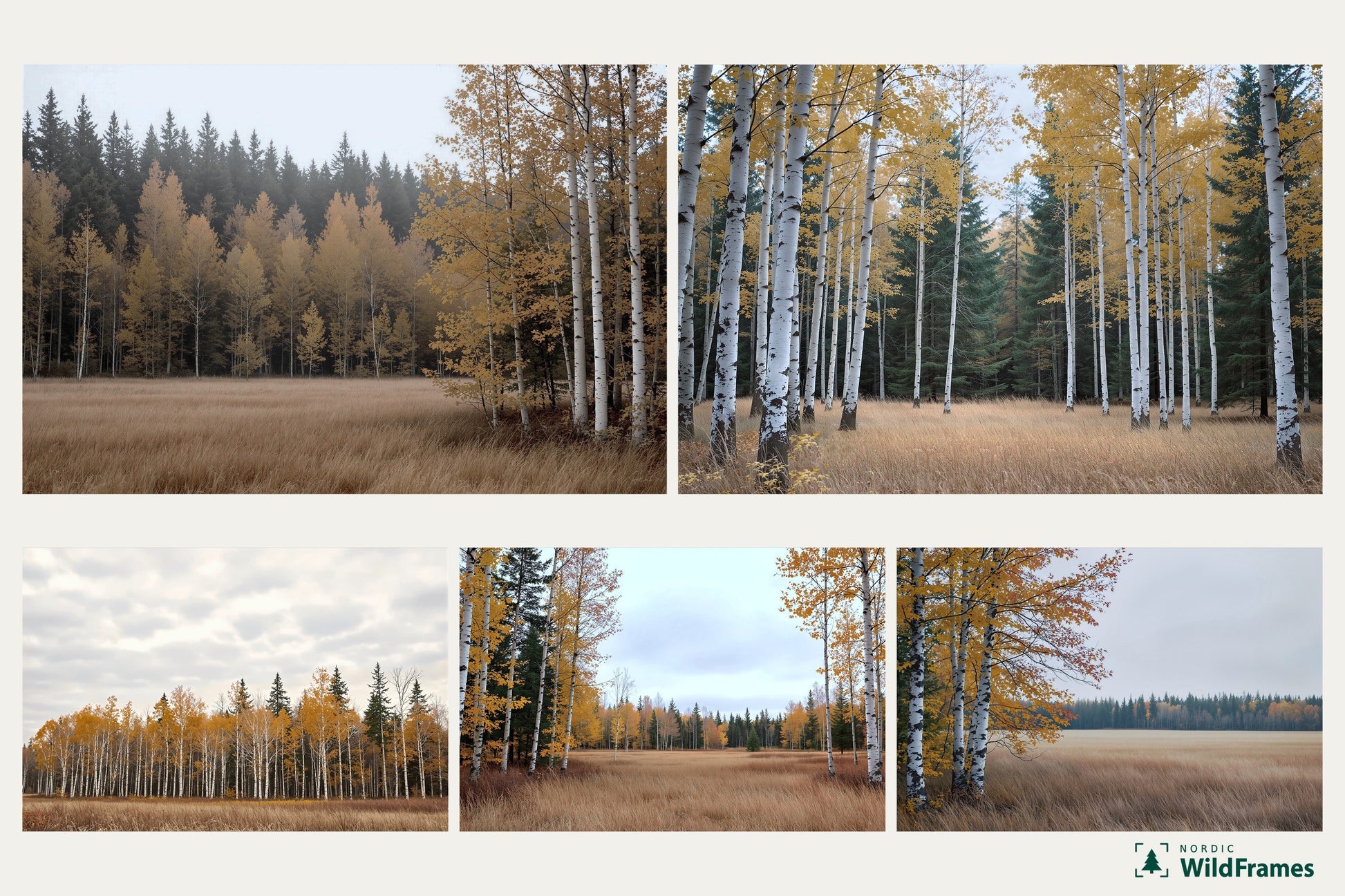 Preview grid of all five images in the Autumn Birch set